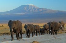 Day Tour to Amboseli National Park