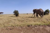 Day Tour to Amboseli National Park