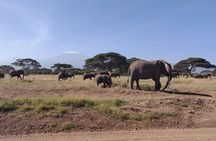 Day Tour to Amboseli National Park