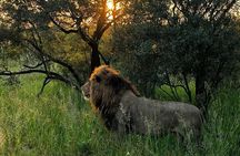 Private Full-Day Kruger National Park Safari 