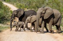 Private Full-Day Kruger National Park Safari 