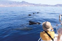 Whale watching in Tenerife. Atlantic Eco Experience