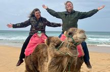 4 hour private Tour of Tangier