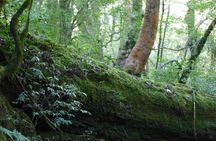 Private Tour: Full-Day Walking Tour with Professional Local Guide in Yakushima Island