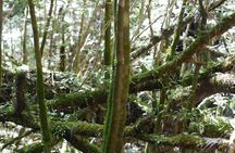 Private Tour: Full-Day Walking Tour with Professional Local Guide in Yakushima Island