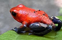 Private Tour to Rio Celeste Hike and Flavors of Costa Rica