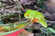 Private Tour to Rio Celeste Hike and Flavors of Costa Rica
