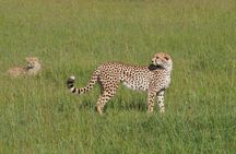 2 days 1 Night Tsavo East National Park Safari from Diani/Mombasa
