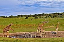 2 days 1 Night Tsavo East National Park Safari from Diani/Mombasa
