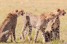 2 days 1 Night Tsavo East National Park Safari from Diani/Mombasa