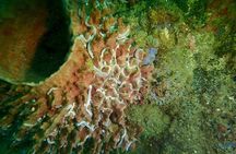 Discover Scuba Diving at Phu Quoc Island