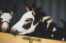 Yilan Scallion Field Guide and Pie DIY Jiaoxi Hot Spring from TPE