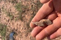 Rockhounding in Bisbee