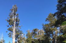 PRIVATE- Calbuco Volcano Hike-