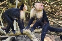 Manuel Antonio: Boat Mangrove Tour to See Animals 