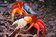 Manuel Antonio: Boat Mangrove Tour to See Animals 
