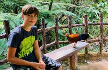 Sinharaja Rain Forest Day Tour from Mirissa, Galle, Bentota Area