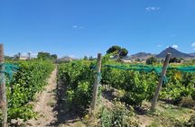 Castle Tour in Province of Alicante and Wine Tasting