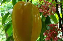  Spice Farm with Cooking Class + Lunch and Stone town (City tour)