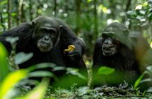 7 Days Uganda Primates and Queen Elizabeth Safari