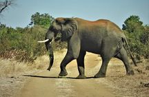 Game Drive and Rhino Walk