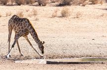 Game Drive and Rhino Walk