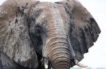 Game Drive and Rhino Walk