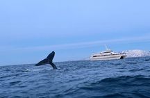 Whale Safari in Tromso