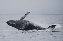  Whale Safari in Tromso