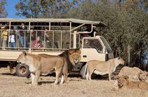 Johannesburg: Lion & Safari Park Open Vehicle Game Drive