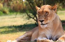 Johannesburg: Lion & Safari Park Open Vehicle Game Drive