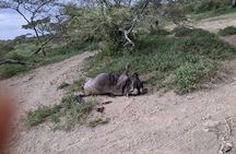 4-Day Group Tour to Tarangire, Serengeti, Ngorongoro - Lodge