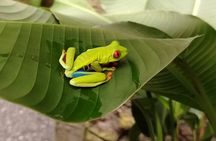 Coffee Tour with Poás Volcano and La Paz Waterfalls from San José