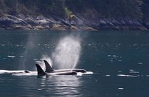 Tales & Tides: Alaskan Lore & Wildlife Cruise