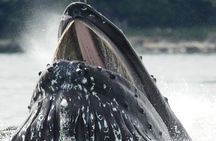 Tales & Tides: Alaskan Lore & Wildlife Cruise