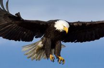 Tales & Tides: Alaskan Lore & Wildlife Cruise