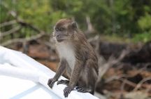 Langkawi Mangrove & Bat Cave Expedition: Sharing Boat With Option