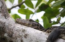 Langkawi Mangrove & Bat Cave Expedition: Sharing Boat With Option