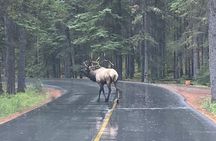 Explore Banff + Wildlife