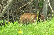 Explore Banff + Wildlife