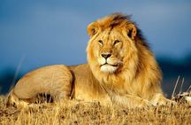 Full Day Chobe Safari from Livingstone