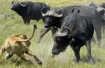 Full Day Chobe Safari from Livingstone