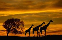 Full Day Chobe Safari from Livingstone