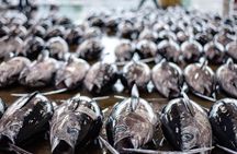 Tuna Auction Market Guided Private Tour in Nachi-Katsuura