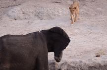 Full Day Chobe Safari Inc Transfers Game Drive Boat Cruise