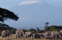 4 Days Safari Adventure in Amboseli and Tsavo 