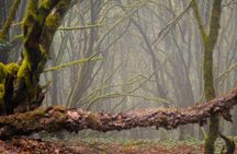 Tenerife: Hiking through Enchanted forest Above Masca with PICKUP