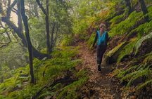 Tenerife: Hiking through Enchanted forest Above Masca with PICKUP