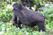 2 Days Uganda Gorilla Trekking Safari with Guide