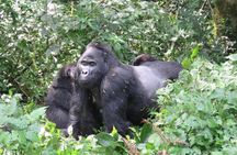 2 Days Uganda Gorilla Trekking Safari with Guide